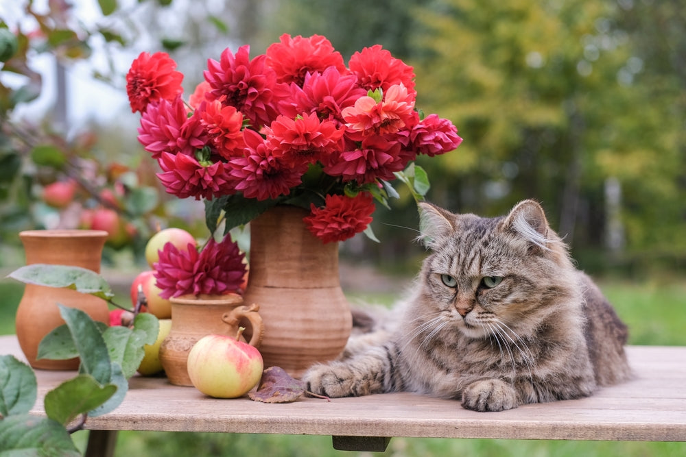 Pet-Friendly Letterbox Flowers Handpicked By Experts