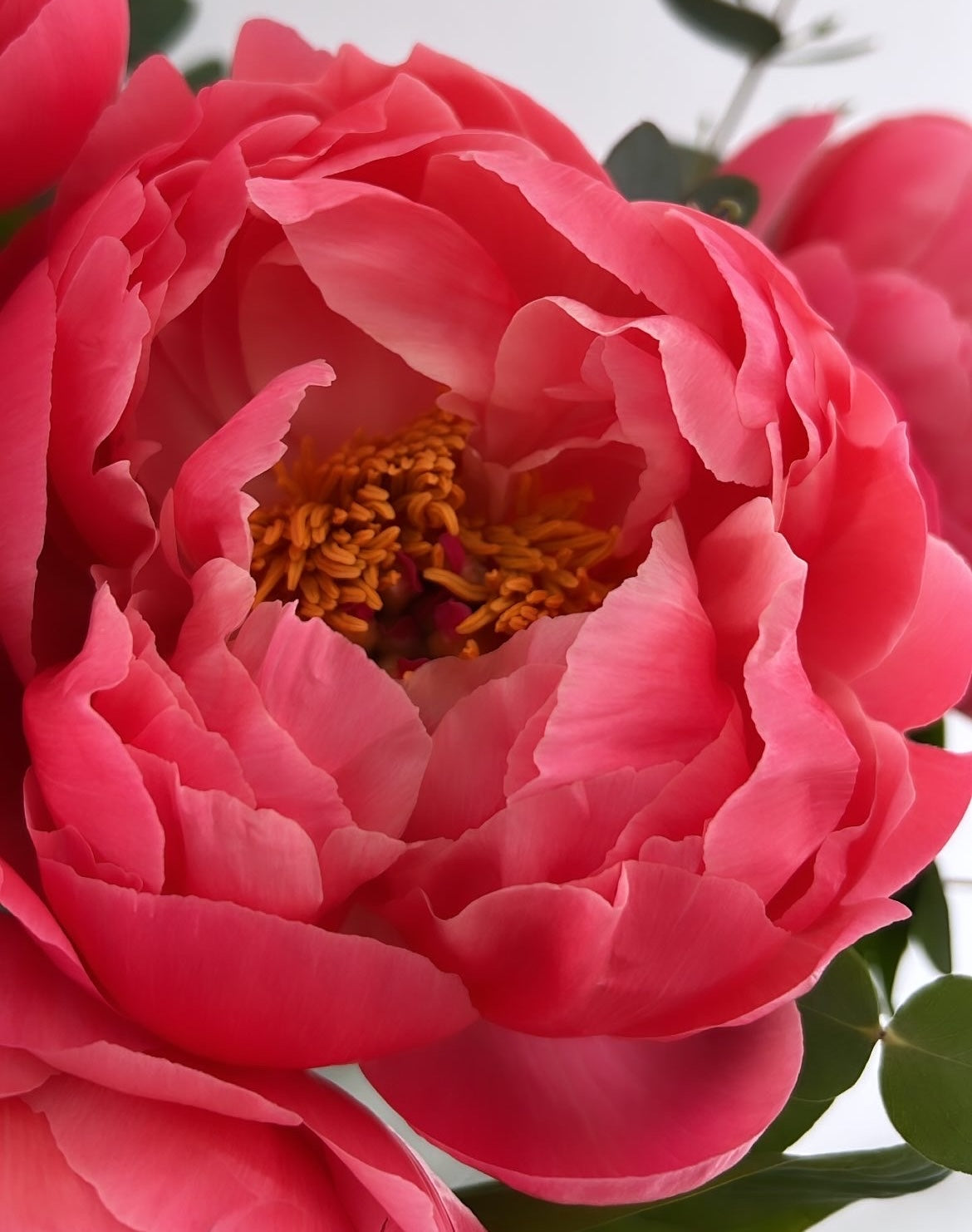 Coral Charm Peony | What's the best peony in the UK?