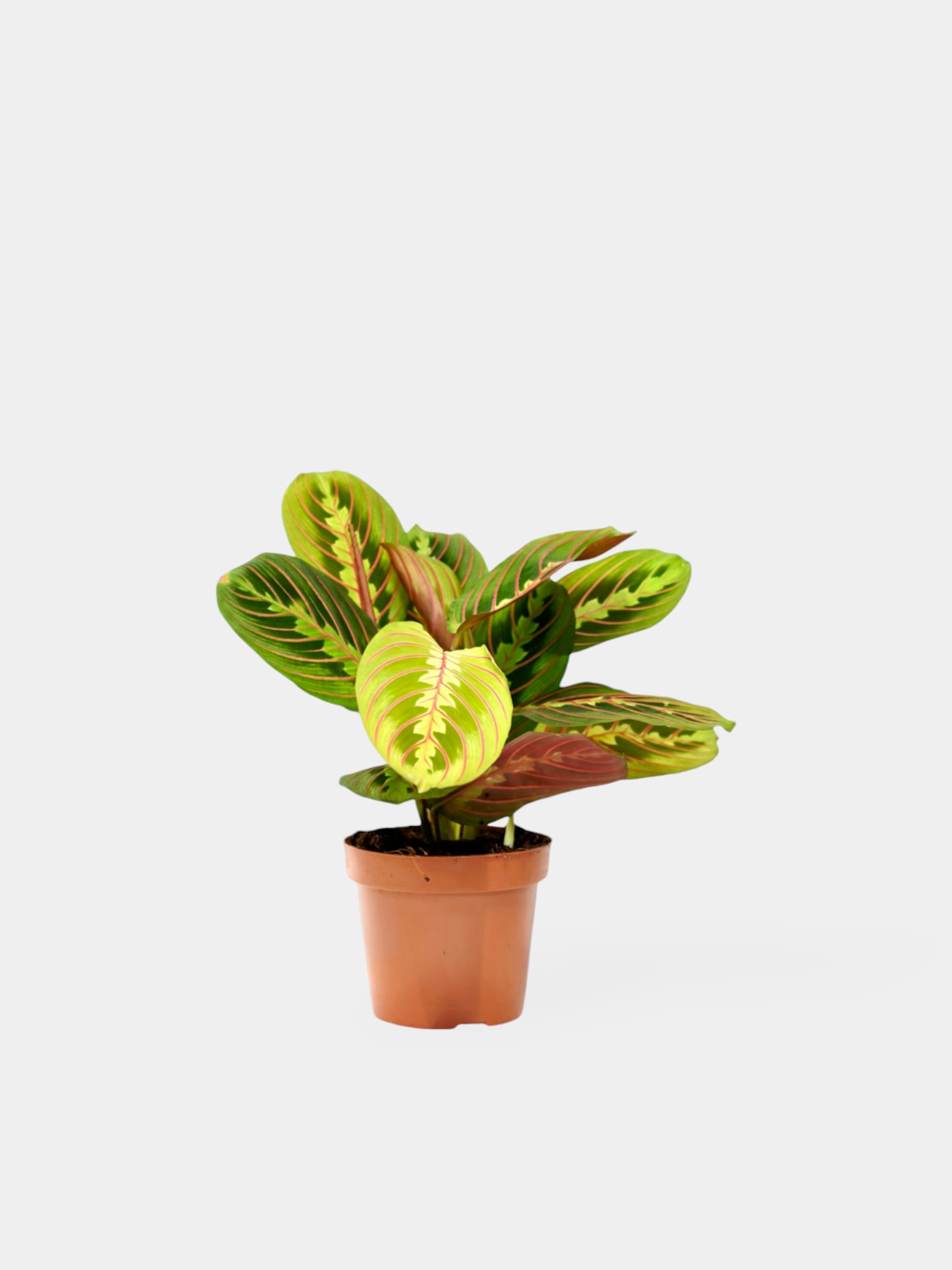 The Prayer Plant (Maranta Leuconeura)