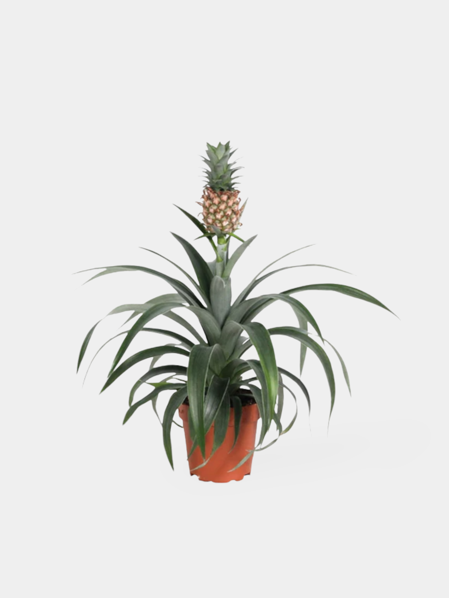 The Pineapple Plant (Ananas)