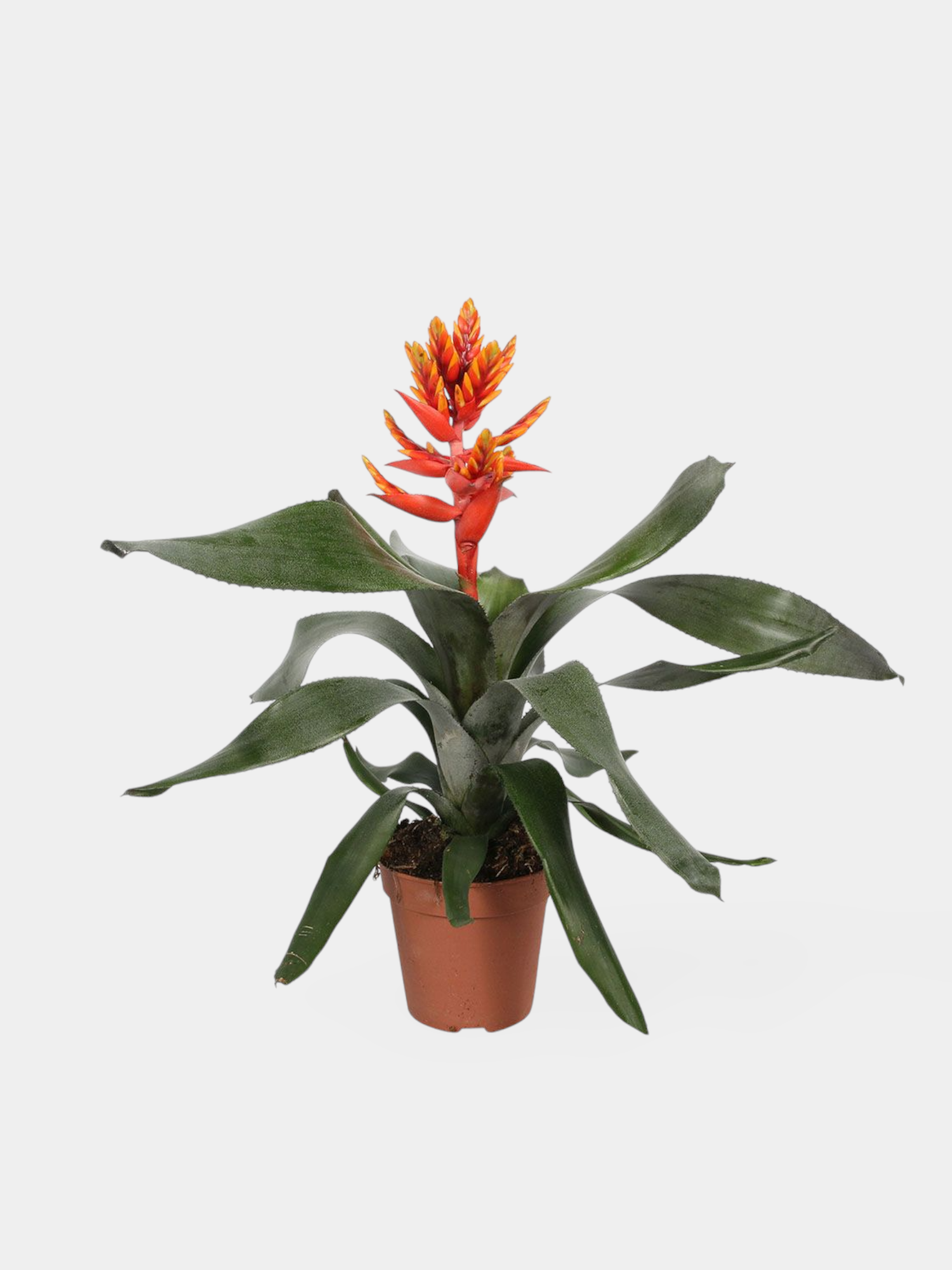 The Flame Plant (Aechmea)