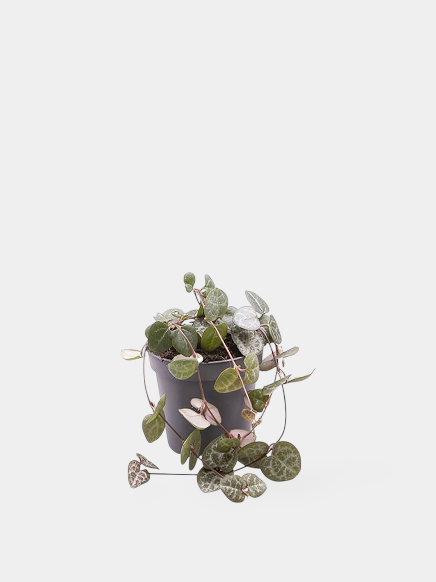 String of Hearts Plant (Ceropegia Woodii)