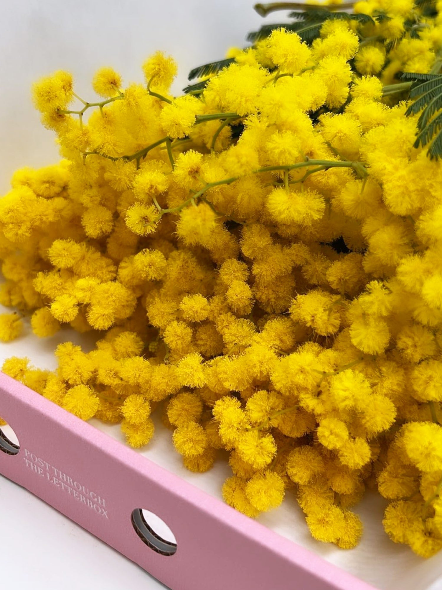 Mimosa Bunch - FLOWERFIX