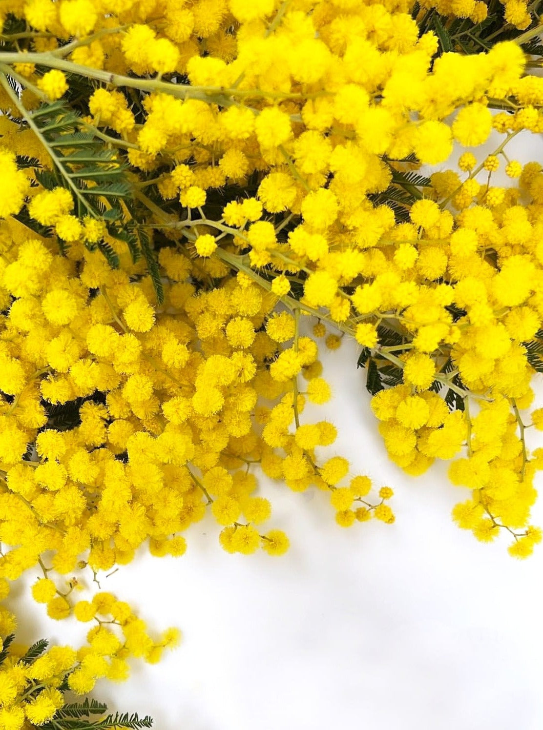 Mimosa Bunch - FLOWERFIX