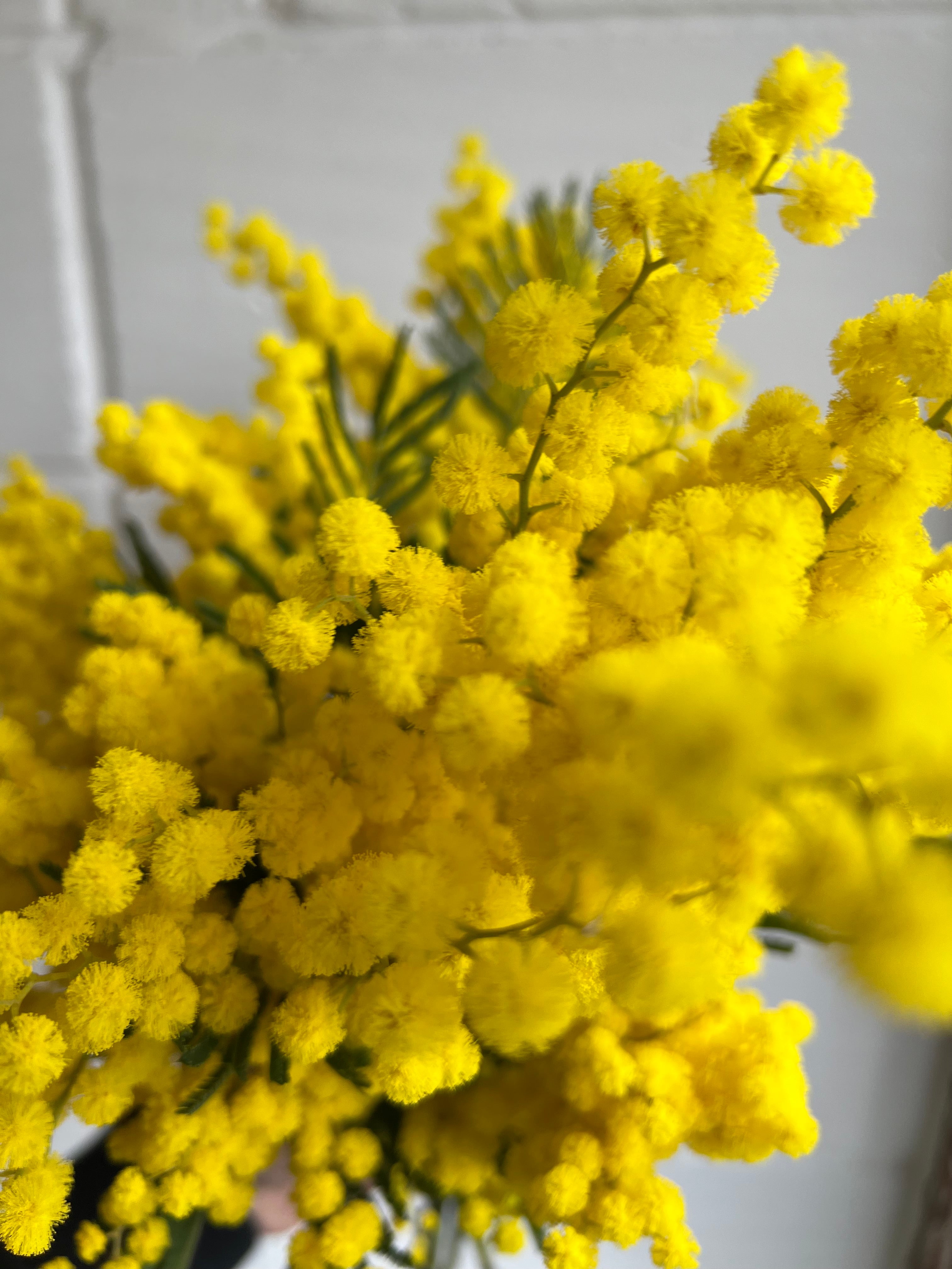 Mimosa Bunch - Best Letterbox Flowers - Flowers Delivered - FLOWERFIX